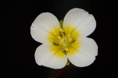 Paysonia stonensis, photographed by Brian Finzel