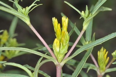 Flaveria bidentis, photographed by aacocucci