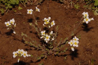 Paysonia stonensis, photographed by Brian Finzel