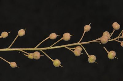Paysonia stonensis, photographed by Brian Finzel