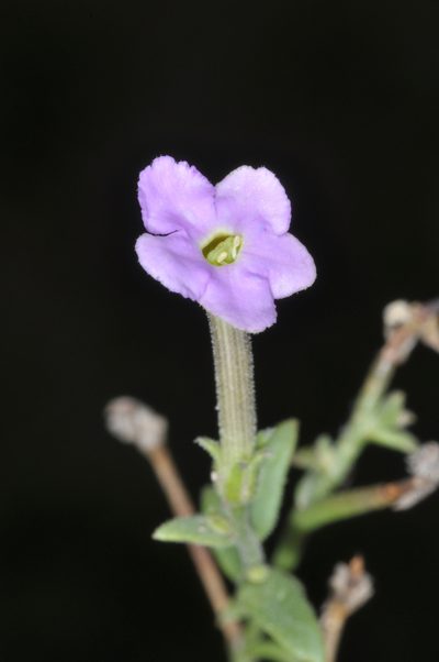 Leptoglossis linifolia, photographed by aacocucci