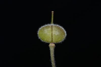 Paysonia stonensis, photographed by Brian Finzel
