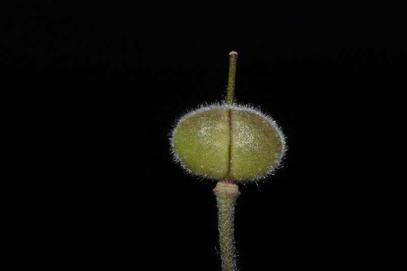 Paysonia stonensis, photographed by Brian Finzel