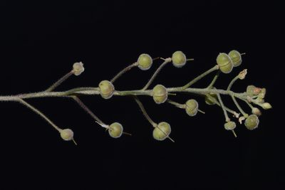 Paysonia stonensis, photographed by Brian Finzel