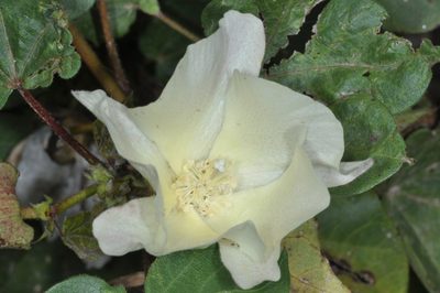 Gossypium hirsutum, photographed by aacocucci