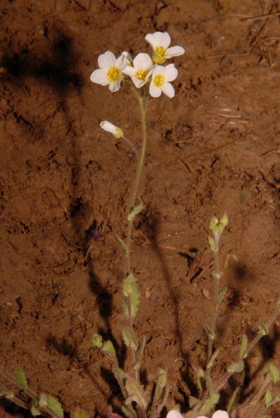 Paysonia stonensis, photographed by Brian Finzel