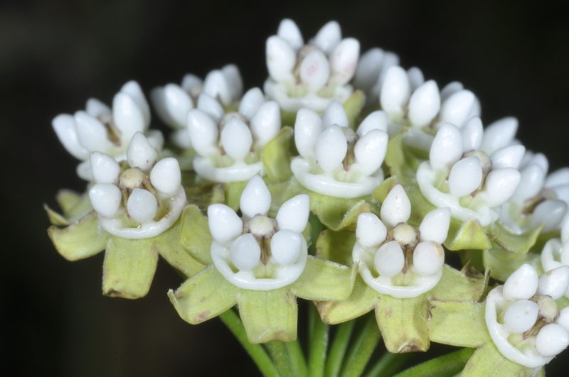 Funastrum gracile, photographed by aacocucci