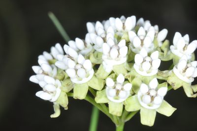 Funastrum gracile, photographed by aacocucci