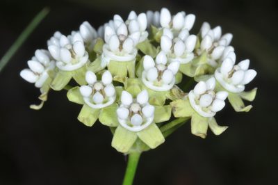 Funastrum gracile, photographed by aacocucci