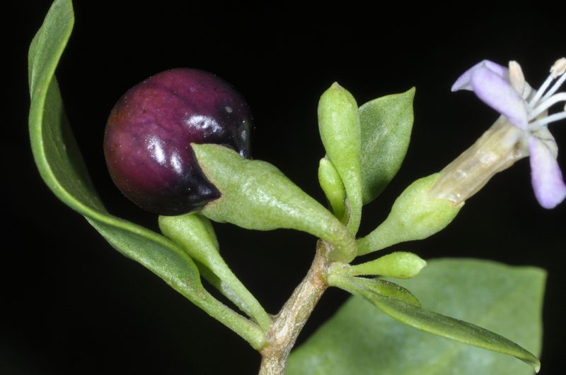 Lycium americanum, photographed by aacocucci