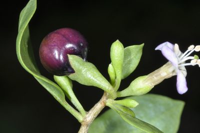 Lycium americanum, photographed by aacocucci