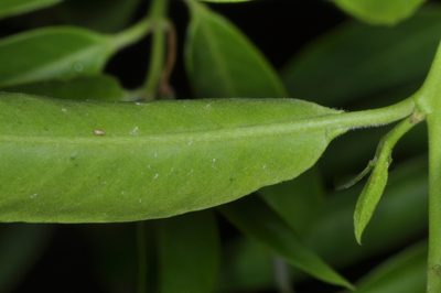 Vallesia glabra, photographed by aacocucci