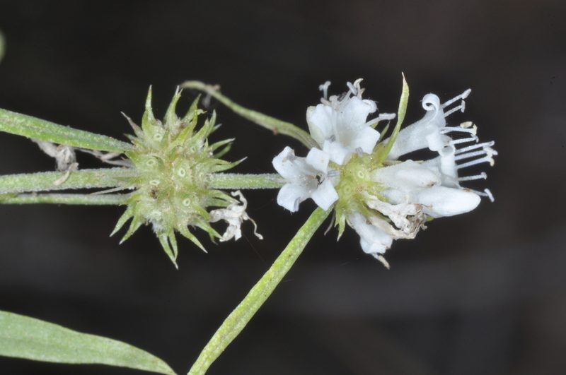 Staelia virgata, photographed by aacocucci