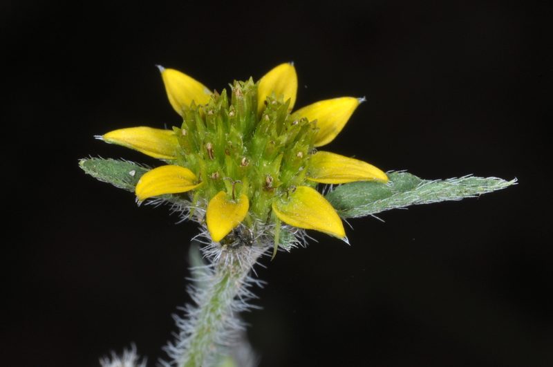 Sanvitalia versicolor, photographed by aacocucci