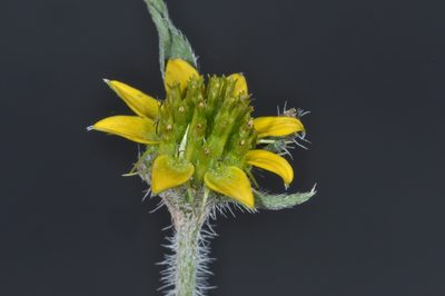 Sanvitalia versicolor, photographed by aacocucci
