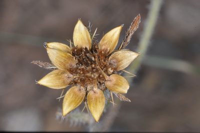 Sanvitalia versicolor, photographed by aacocucci