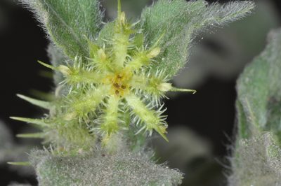 Acanthospermum hispidum