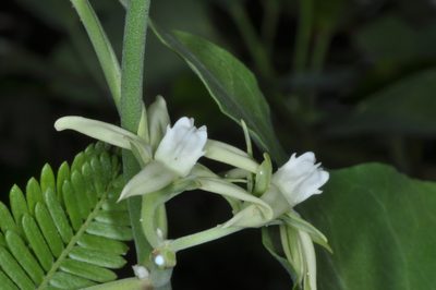 Araujia odorata, photographed by aacocucci