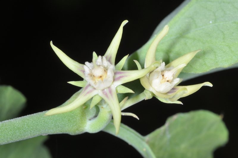 Araujia variegata, photographed by aacocucci