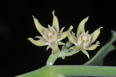 Araujia variegata, photographed by aacocucci