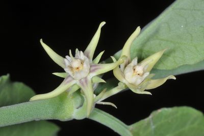 Araujia variegata, photographed by aacocucci