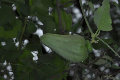 Araujia variegata, photographed by aacocucci