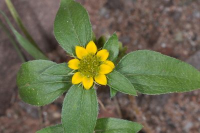 Sanvitalia versicolor, photographed by aacocucci