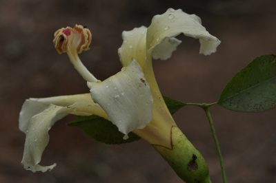 Ceiba chodatii, photographed by aacocucci