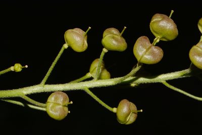 Paysonia perforata, photographed by Brian Finzel