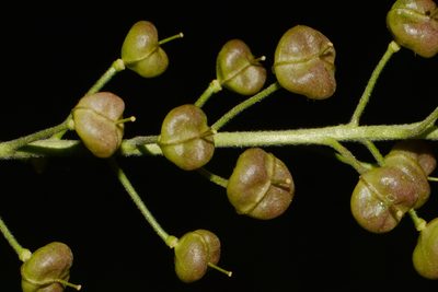 Paysonia perforata, photographed by Brian Finzel