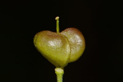 Paysonia perforata, photographed by Brian Finzel
