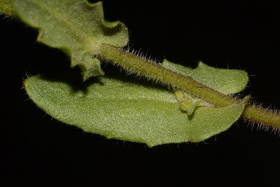 Paysonia perforata, photographed by Brian Finzel