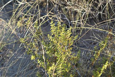 Larrea nitida, photographed by demianlescano