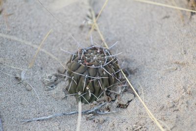 Gymnocalycium gibbosum, photographed by demianlescano