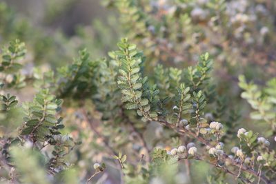 Larrea nitida, photographed by demianlescano