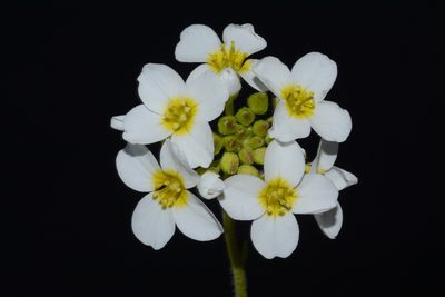 Paysonia perforata, photographed by Brian Finzel