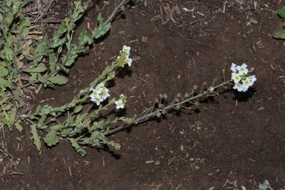 Paysonia perforata, photographed by Brian Finzel