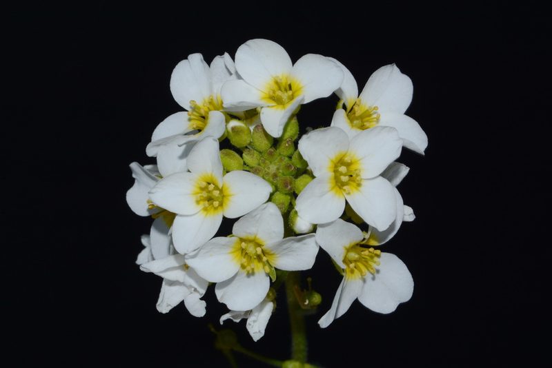 Paysonia perforata, photographed by Brian Finzel