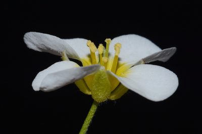 Paysonia perforata, photographed by Brian Finzel
