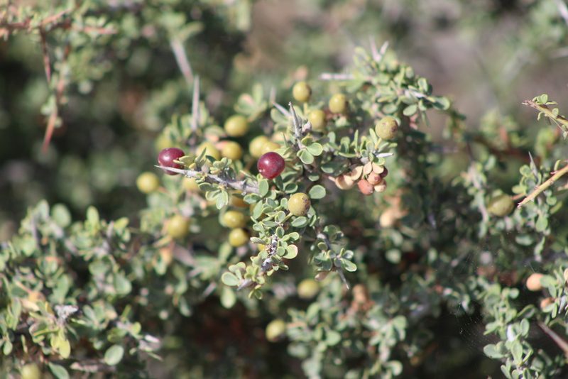 Schinus johnstonii, photographed by demianlescano