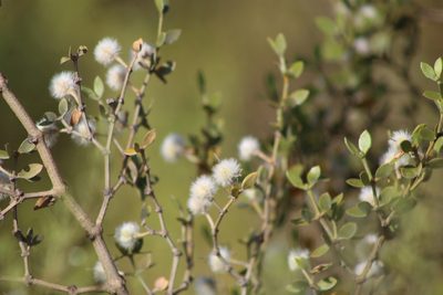 Larrea divaricata, photographed by demianlescano