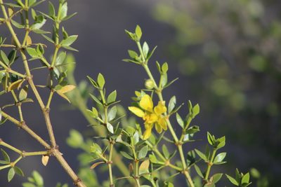 Larrea divaricata, photographed by demianlescano