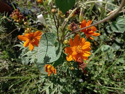 Cosmos sulphureus, photographed by Tomás Carranza Perales