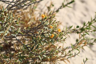 Chuquiraga avellanedae, photographed by demianlescano