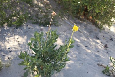 Grindelia chiloensis, photographed by demianlescano