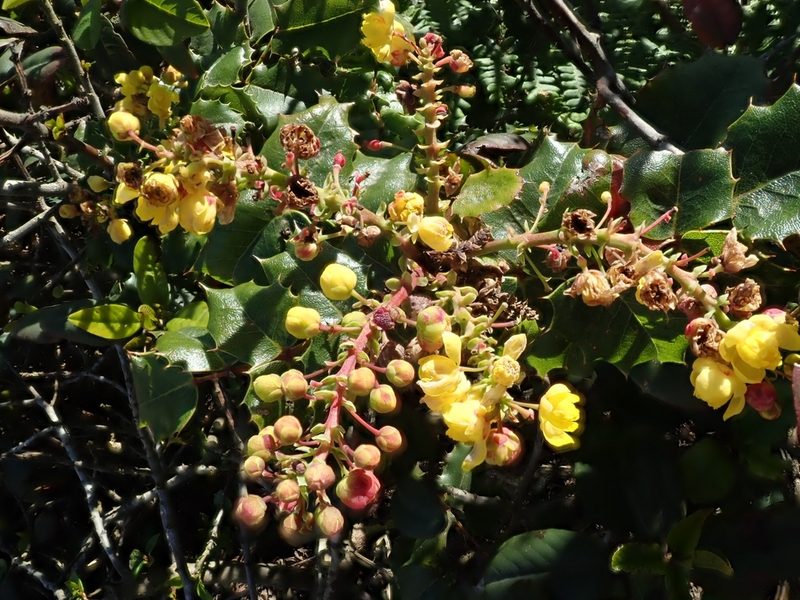 Berberis pinnata, photographed by joergmlpts