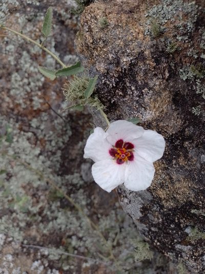 Pavonia aurigloba, photographed by Tomás Carranza Perales