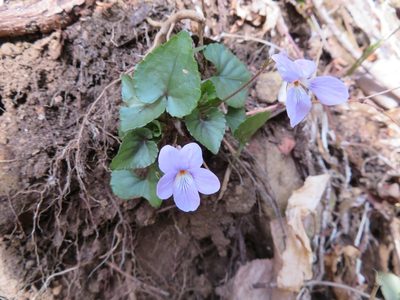 Viola grypoceras, photographed by Marco Mussita