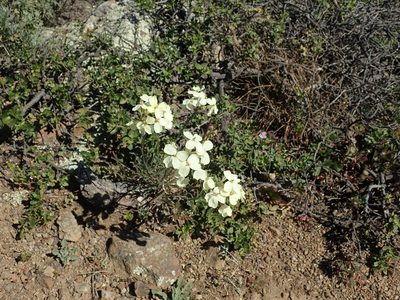 Erysimum franciscanum, photographed by joergmlpts