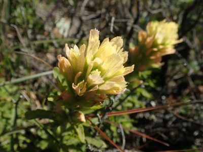 Castilleja wightii, photographed by joergmlpts